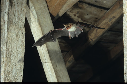 Grand murin dans les combles du château d'Azay-le-Rideau