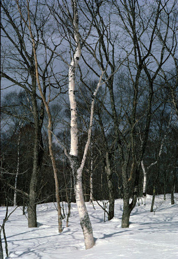 Silver birch trees in snow, Togakushi, Japan