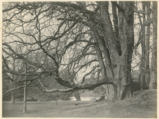 Ancient Horse Chestnut Tree, Busbridge, Surrey