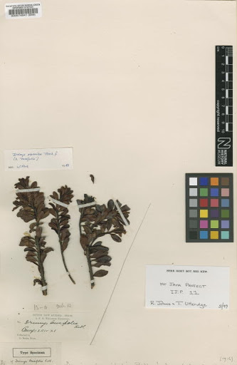 Drimys piperita Hook.f.