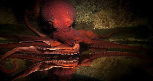 Giant Pacific Octopus
