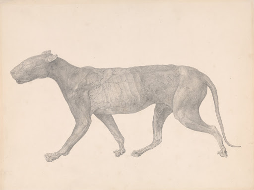 Tiger, Lateral View, with Skin and Tissue Removed (Finished Study for Table IX)