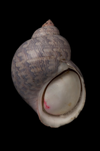 Museum Victoria shell specimens from Victoria: Phasianella ventricosa
