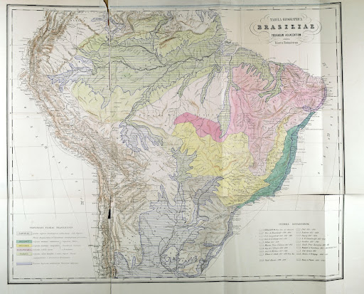 Flora Brasiliensis: Vol. I, Part I, Fasc. unplaced Plate 61