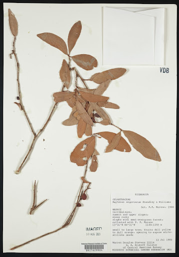 Maytenus segoviarum specimen from Nicaragua
