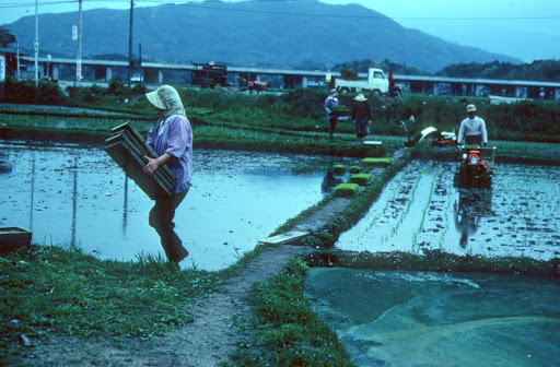 Placing rice seedling trays in fields, Tsu City, Japan