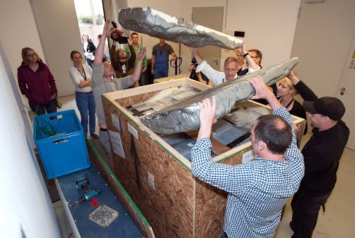 Unpacking Tyrannosaurus Tristan's skull parts at MfN