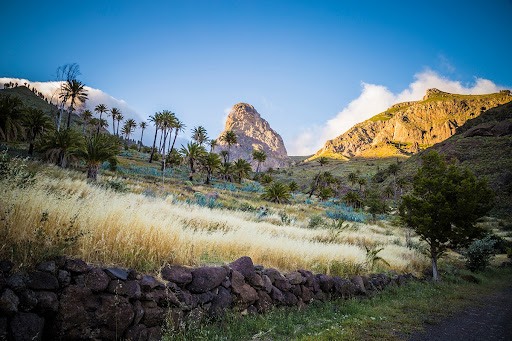 Palm trees, Garajonay National Park