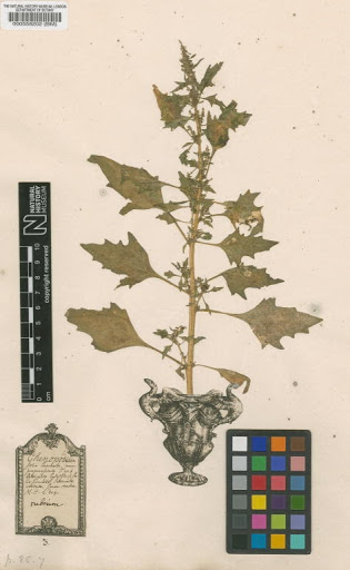 Chenopodium rubrum L.