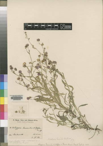 Nicolasia humilis (O.Hoffm.) S.Moore