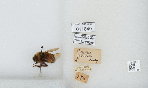 Bombus (Bombus) terricola