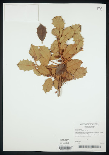 Plant specimen