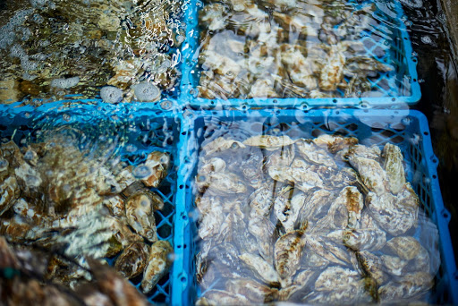 Oyster Cleansing Plant