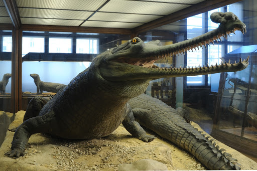 Ganges gharial (Gavialis gangeticus)