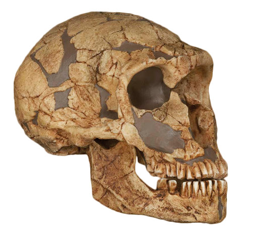 Homo-neanderthalensis