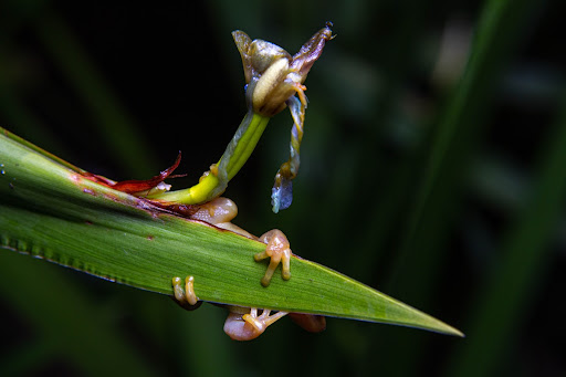 X. truncata hanging on the leaf of a (non-native) bearded iris.