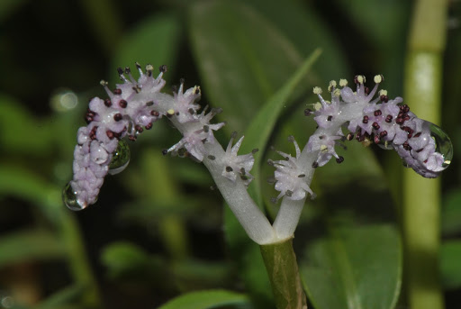 Aponogeton satarensis Waytura