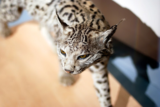 Iberian lynx (Lynx pardinus)