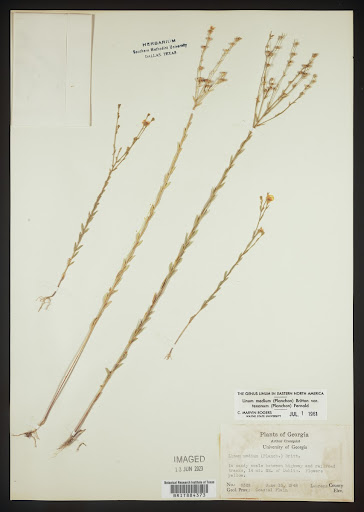 Linum medium (common name Stiff Yellow Flax) specimen