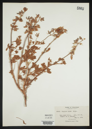 Lupinus nanus (common name Sky Lupine) specimen