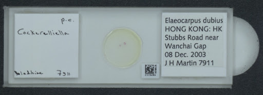 Cockerelliella bladhiae Takahashi, 1931