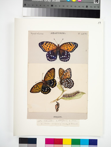 Regal fritillary, Speyeria idalia, Plate LIX from The Butterflies of North America by Titian Ramsay Peale