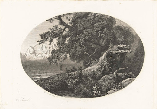 Ontwortelde boomstam aan de kust