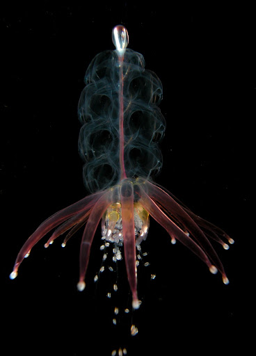 Hula skirt siphonophore, Physophora hydrostatica