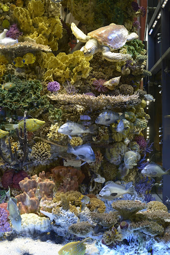 Korallenriff aus dem Roten Meer