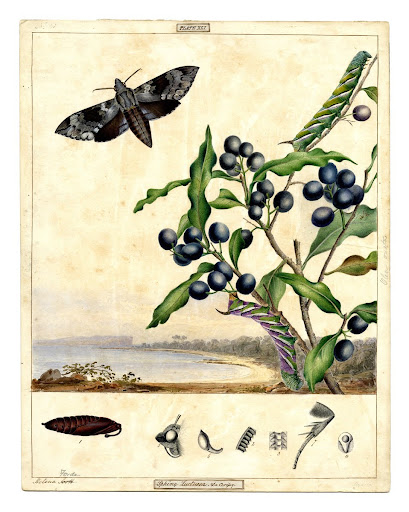 Privet Hawk Moth, Psilogramma menephron