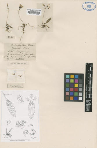 Bulbophyllum tigridum Hance