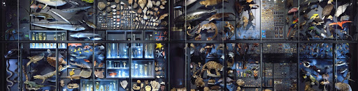 A peek into the Biodiversity Wall at Museum für Naturkunde Berlin