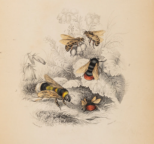 The natural history of bees / by William Dunbar