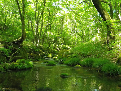 Nasu Heisei-no-Mori Forest