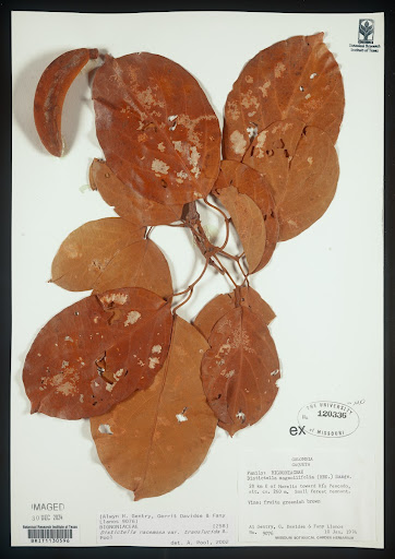 Plant specimen