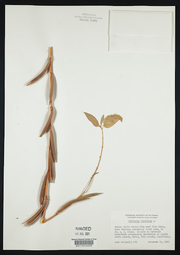 Corchorus olitorius (common name Nalta Jute) specimen