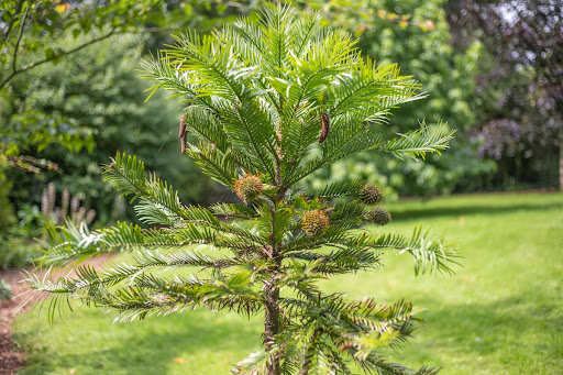 Planting the Redwoods at Paignton Zoo