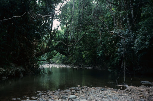 Emmagen Creek, Cape Tribulation,