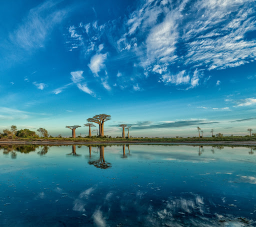 Baobabs' reflection