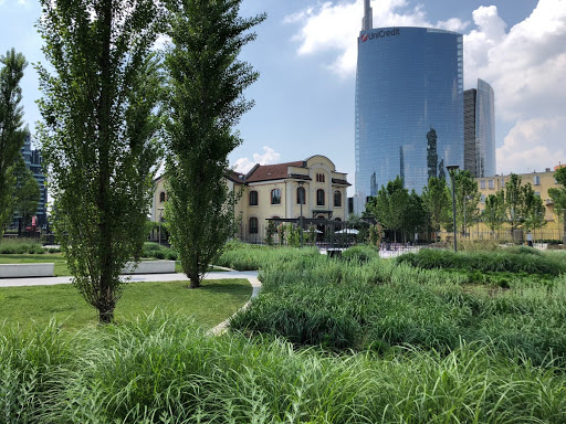 Populus nigra 'Italica'