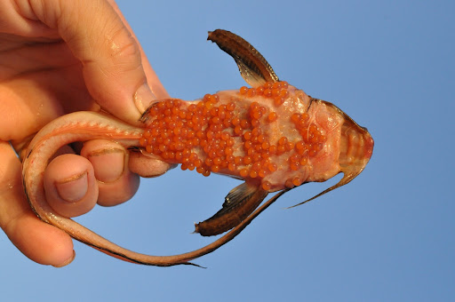 Banjo catfish, Aspredo aspredo