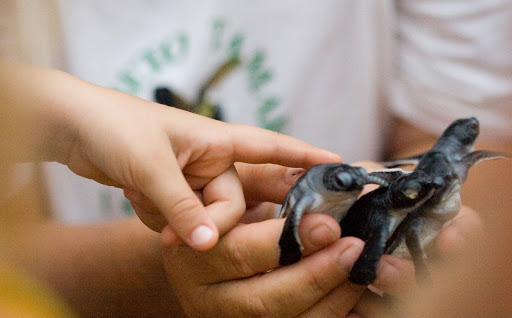 Awareness and environmental education for the conservation of sea turtles .
