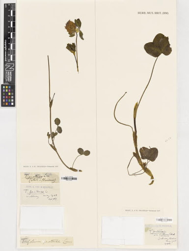 Trifolium pratense L.