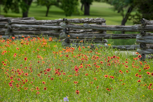 Garden in full bloom