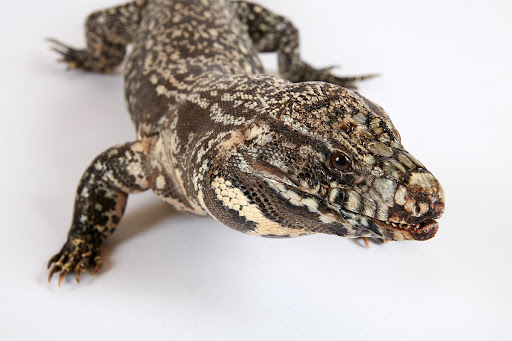 콜롬비안골든테구