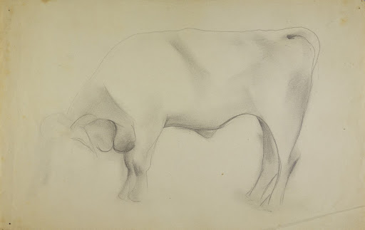 o. T. (stehendes Rind nach links; aus dem Zoo-Zeichnen an der Burg Giebichenstein in Halle)