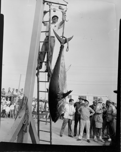 Tuna Tournaments Tuna Tournaments