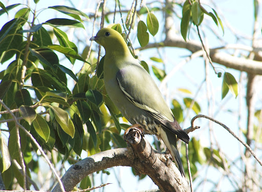 Madagascar Green Pigeon (Treron australis), Toliara, Madagascar