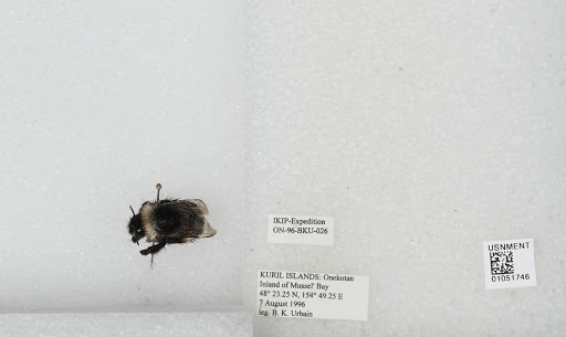 Bombus unidentified