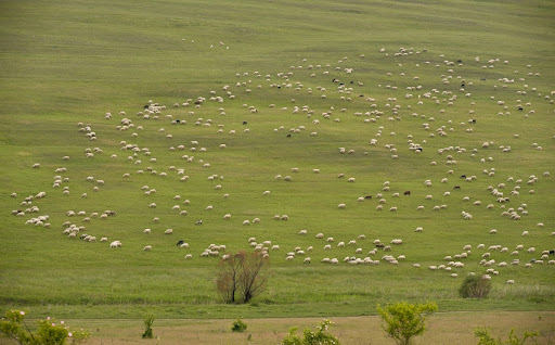 Sheep grazing